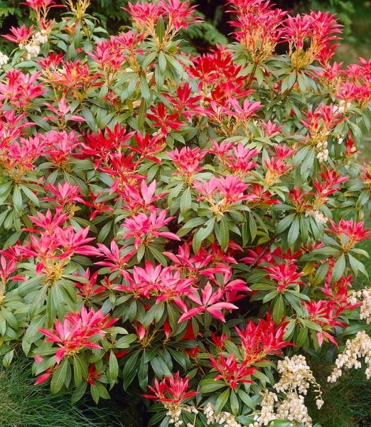 Pieris japonica 'Mountain Fire'
